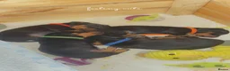 Miniature Dachshund dogs for sale: Beautiful Black and Tan miniature dachshund  - Advert 24