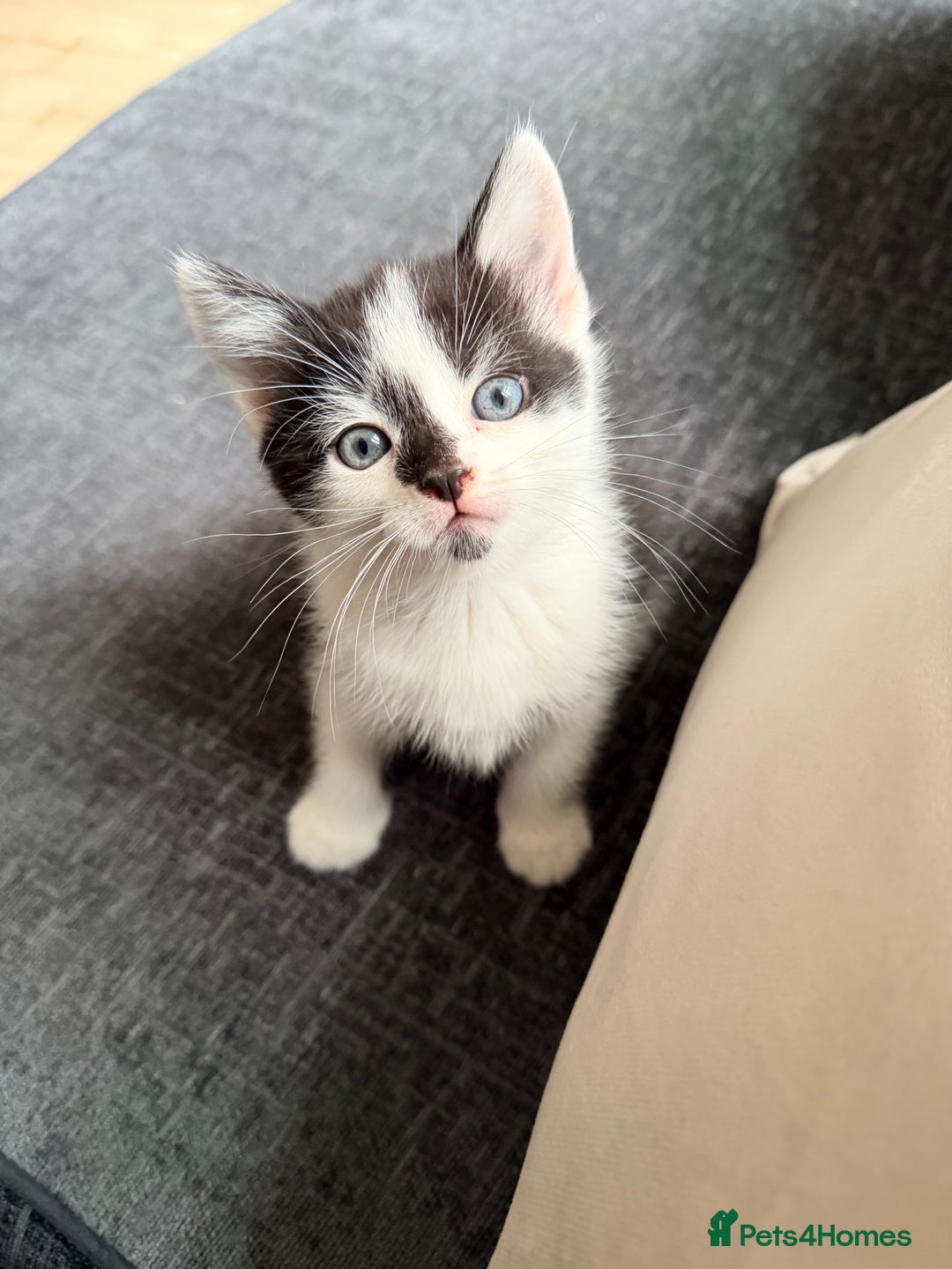 British Shorthair cats for sale: British shorthair mixed kittens  - Advert 7