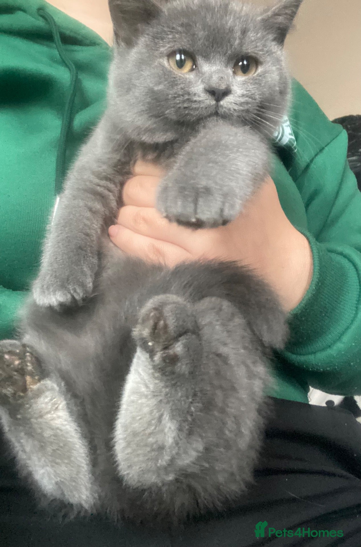 British Shorthair cats Stunning Blue & Black GCCF Kittens - Advert 2