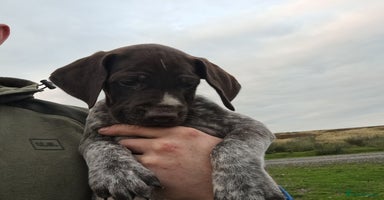 German Wirehaired Pointer dogs in Consett - Advert 14