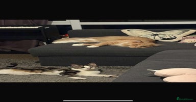 Maine Coon cats - Advert 3