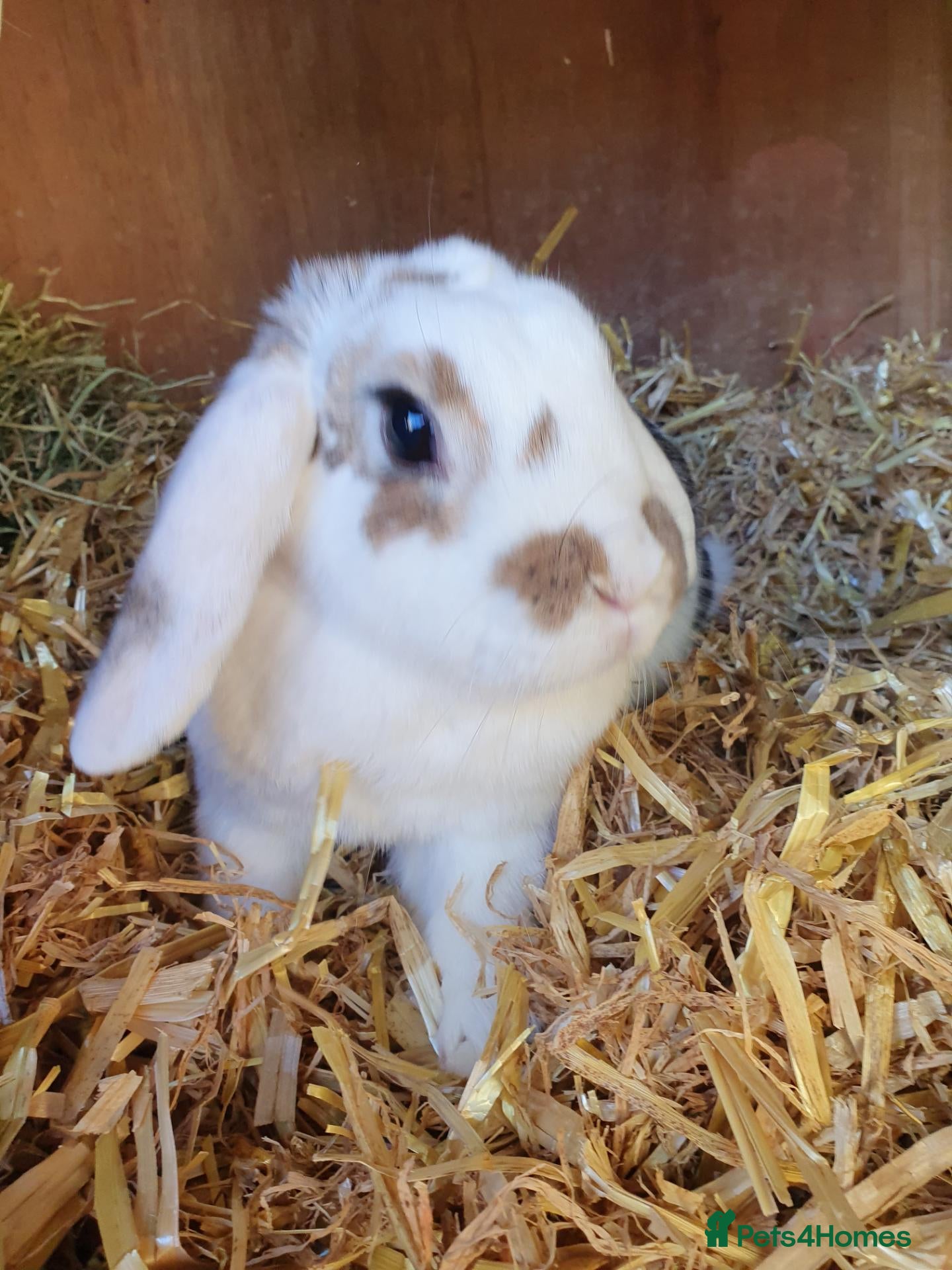 Mini Lop rabbits Adult rabbits for adoption inc spayed girl - Advert 2