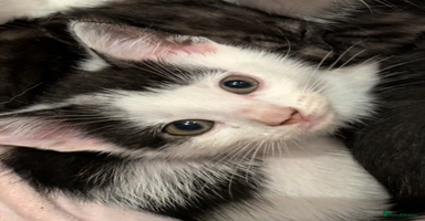 Mixed Breed cats - Advert 9