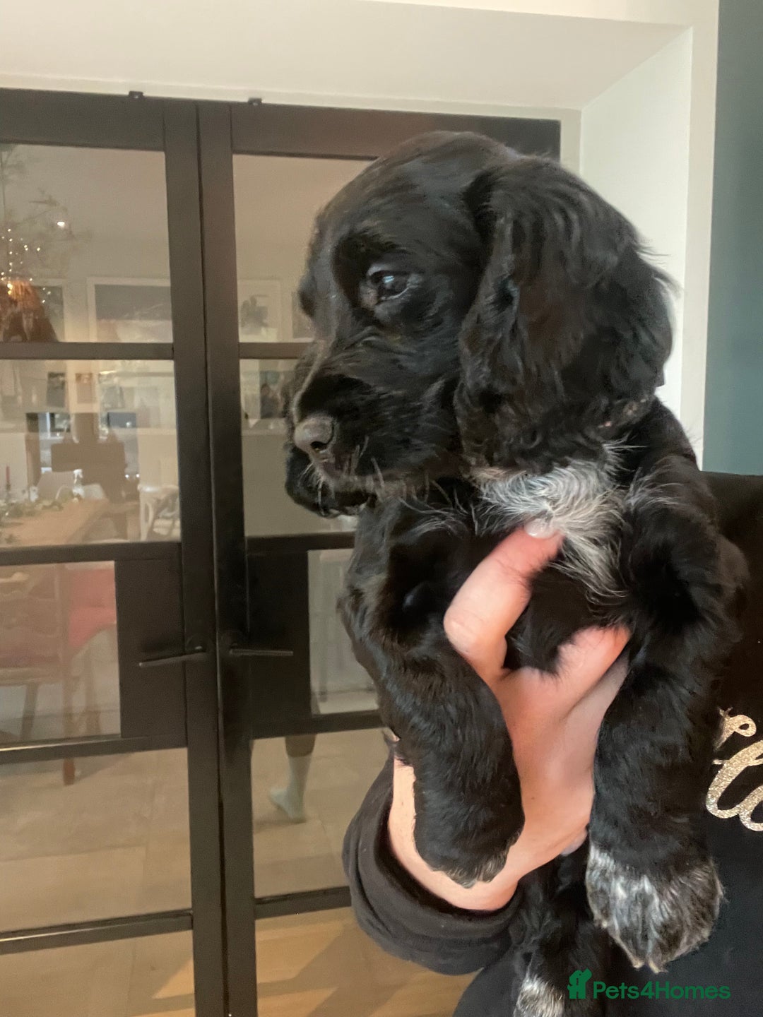 Cocker Spaniel dogs for sale: 2 working cocker puppies  - Advert 13