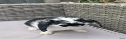 Mini Lop rabbits for sale: Beautiful mini lop rabbits  - Advert 13