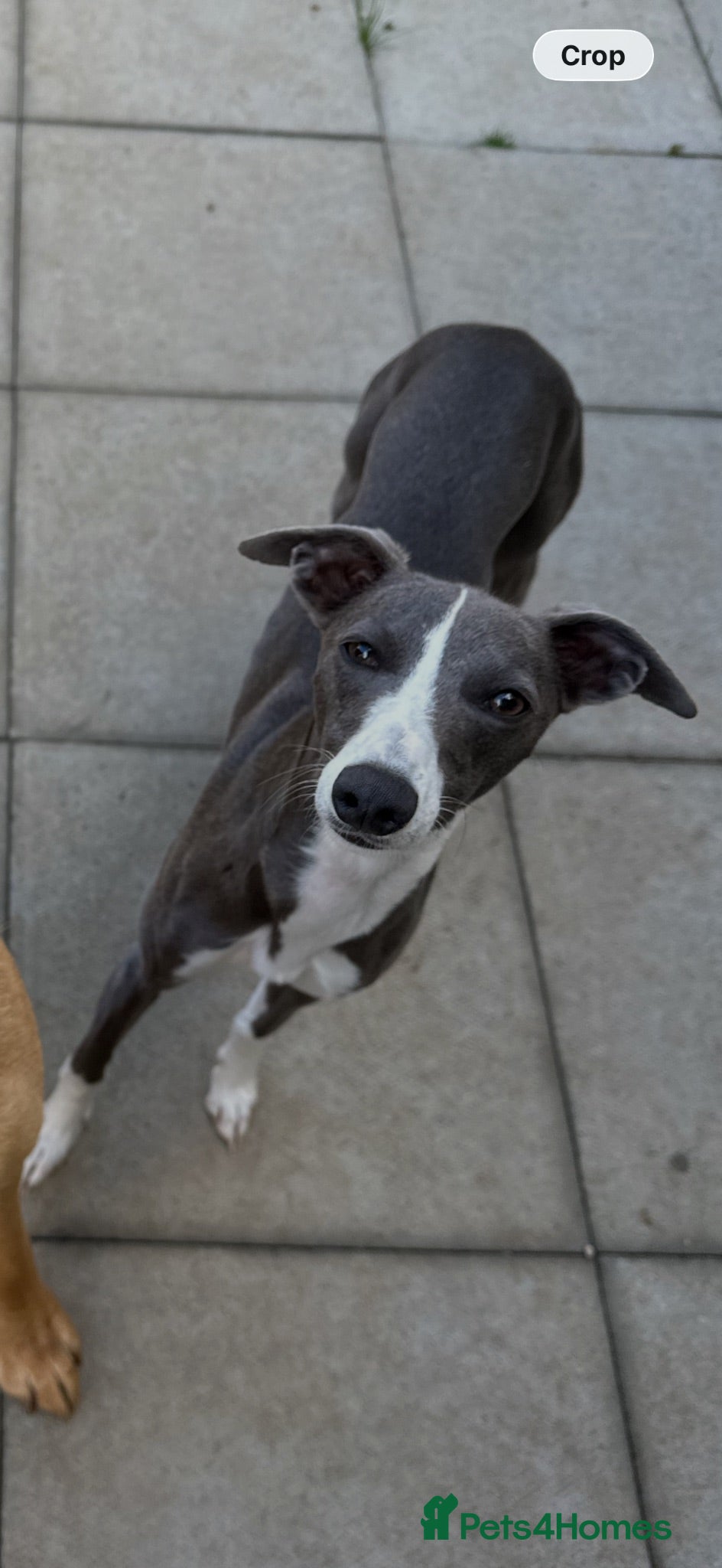 Whippet dogs KC registered whippet puppies  - Advert 2