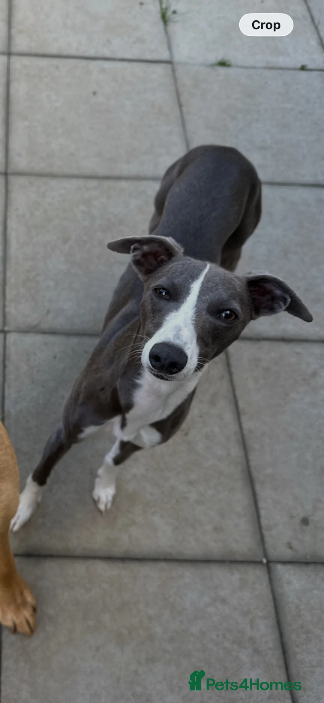 Whippet dogs for sale: KC registered whippet puppies  - Advert 2
