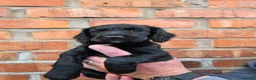 Cocker Spaniel dogs for sale: Stunning Working Cocker Spaniel Pups - Advert 6