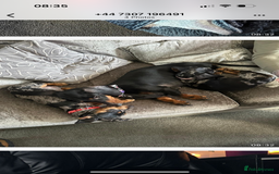 Dachshund dogs for stud: Stunning male standard dachshund for stud - Image 7