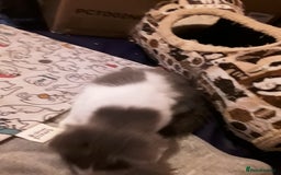 Ragcoon cats for sale: FINAL REDUCTION £300  Stunning, chunky ragcoons  - Image 21