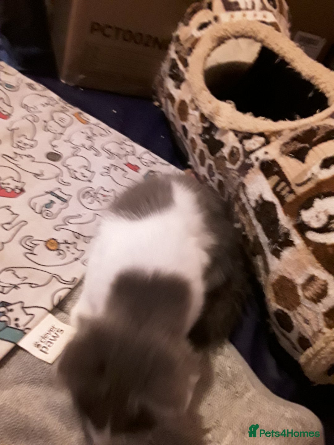 Ragcoon cats for sale: FINAL REDUCTION £300  Stunning, chunky ragcoons  - Image 21