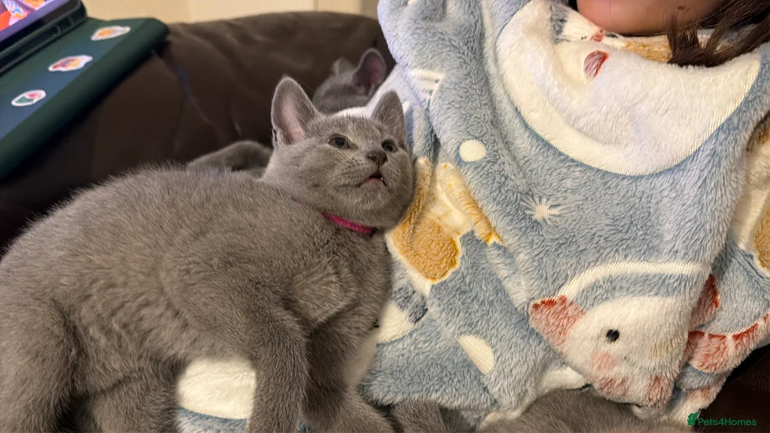 Russian Blue cats for sale: Russian blue TICA registered kittens  - Advert 31