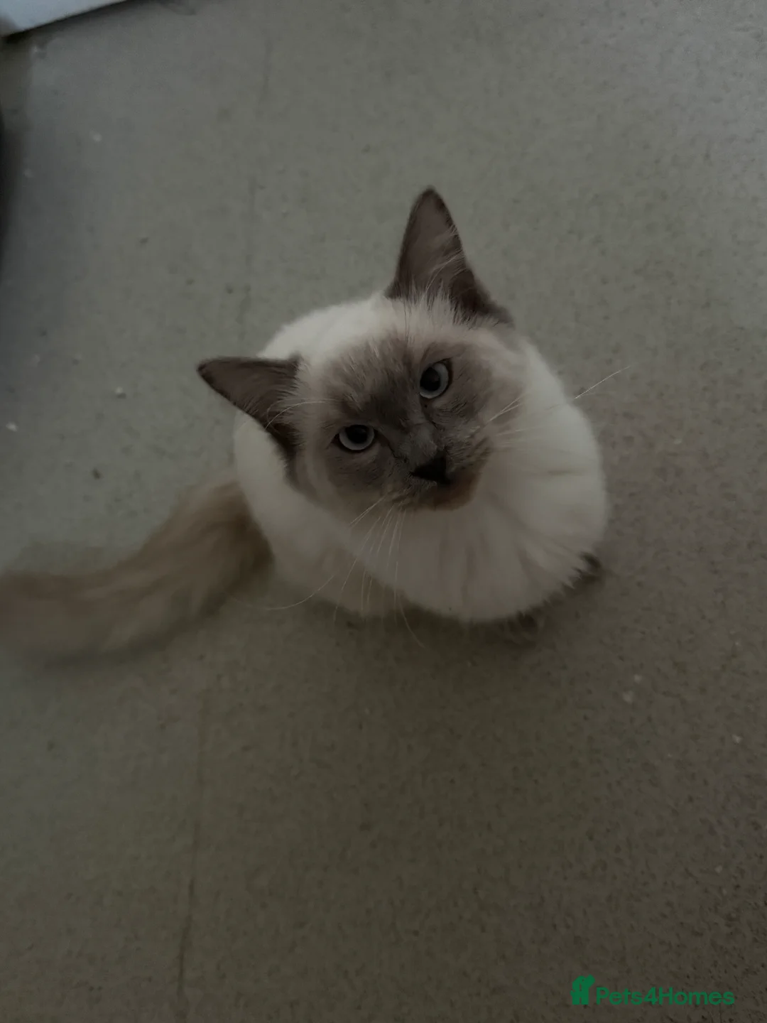 Ragdoll cats for sale: Stunning Ragdoll Boy – Alpha 💙 in North Walsham - Advert 2