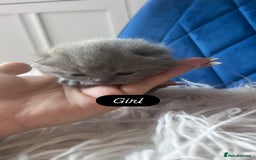 British Shorthair cats for sale: 🧸✨6 Chunky British Shorthair Kittens For Sale✨🧸 - Advert 19