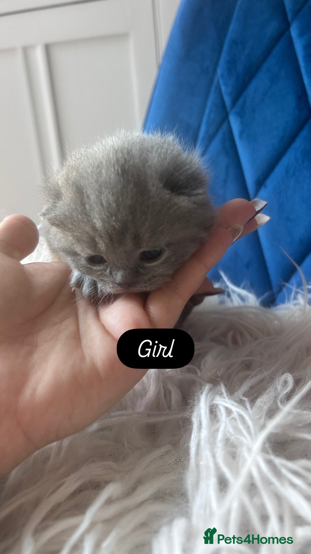 British Shorthair cats for sale: 🧸✨6 Chunky British Shorthair Kittens For Sale✨🧸 - Advert 19