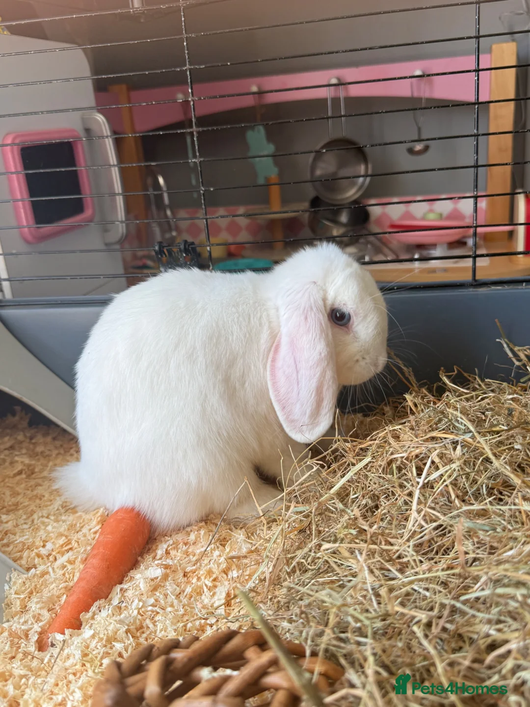Mini Lop rabbits for sale:  Pure white mini lop with blue eyes Female - Advert 2