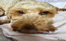 Cockapoo dogs for sale: Cockapoo bitch red 3 years old  - Image 8