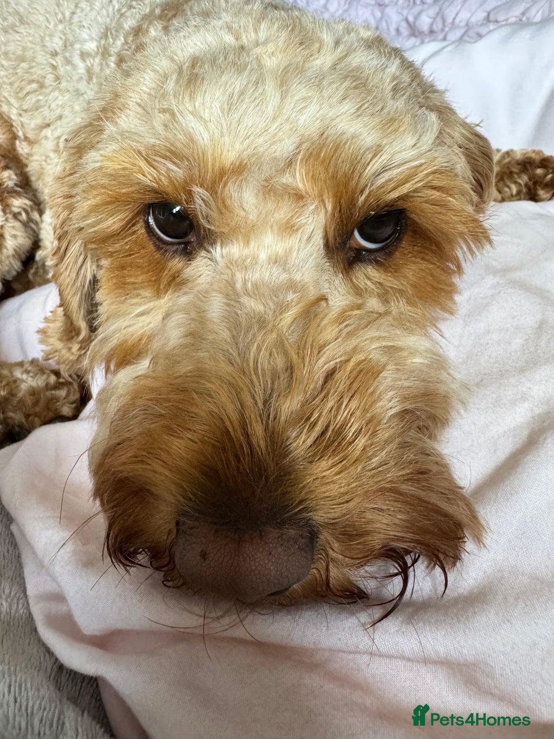 Cockapoo dogs for sale: Cockapoo bitch red 3 years old  - Image 8