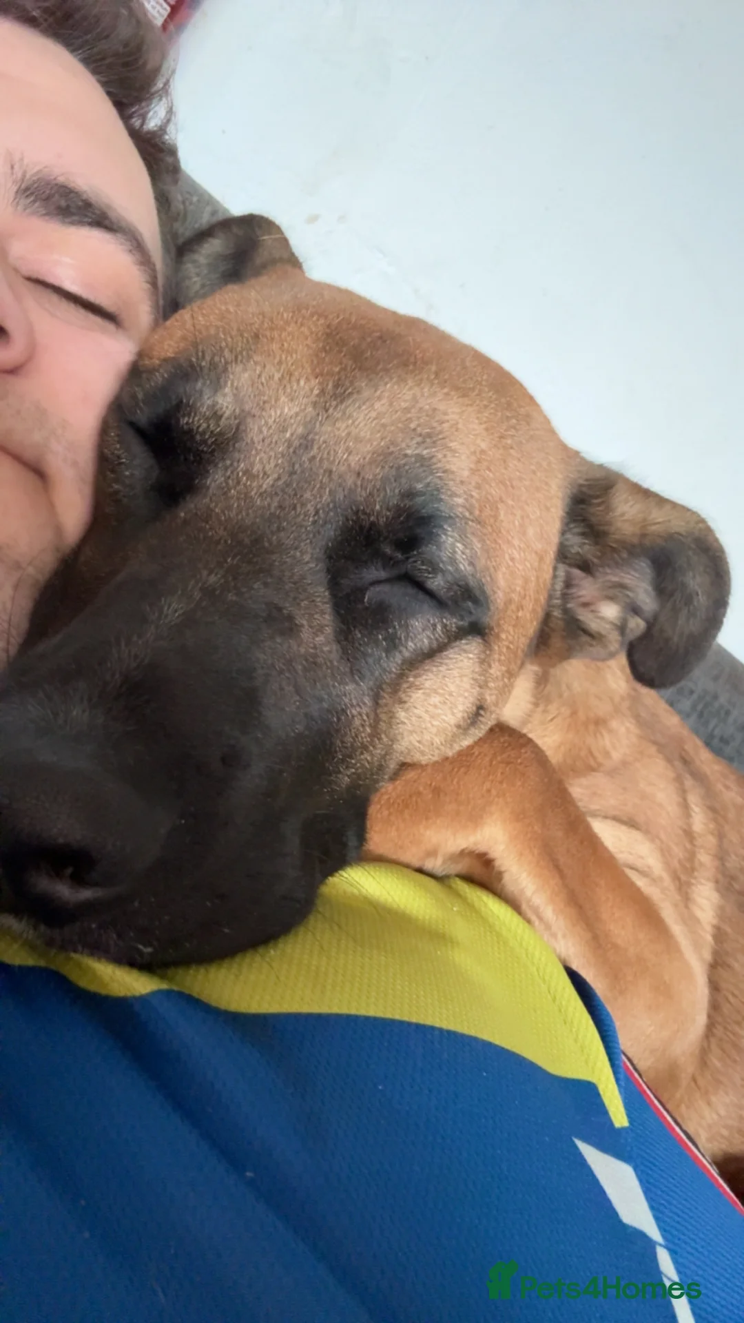 Mixed Breed dogs for sale: Willow  in Ipswich - Advert 4