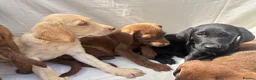 Labrador Retriever dogs for sale: Gorgeous Labrador puppies  - Advert 22