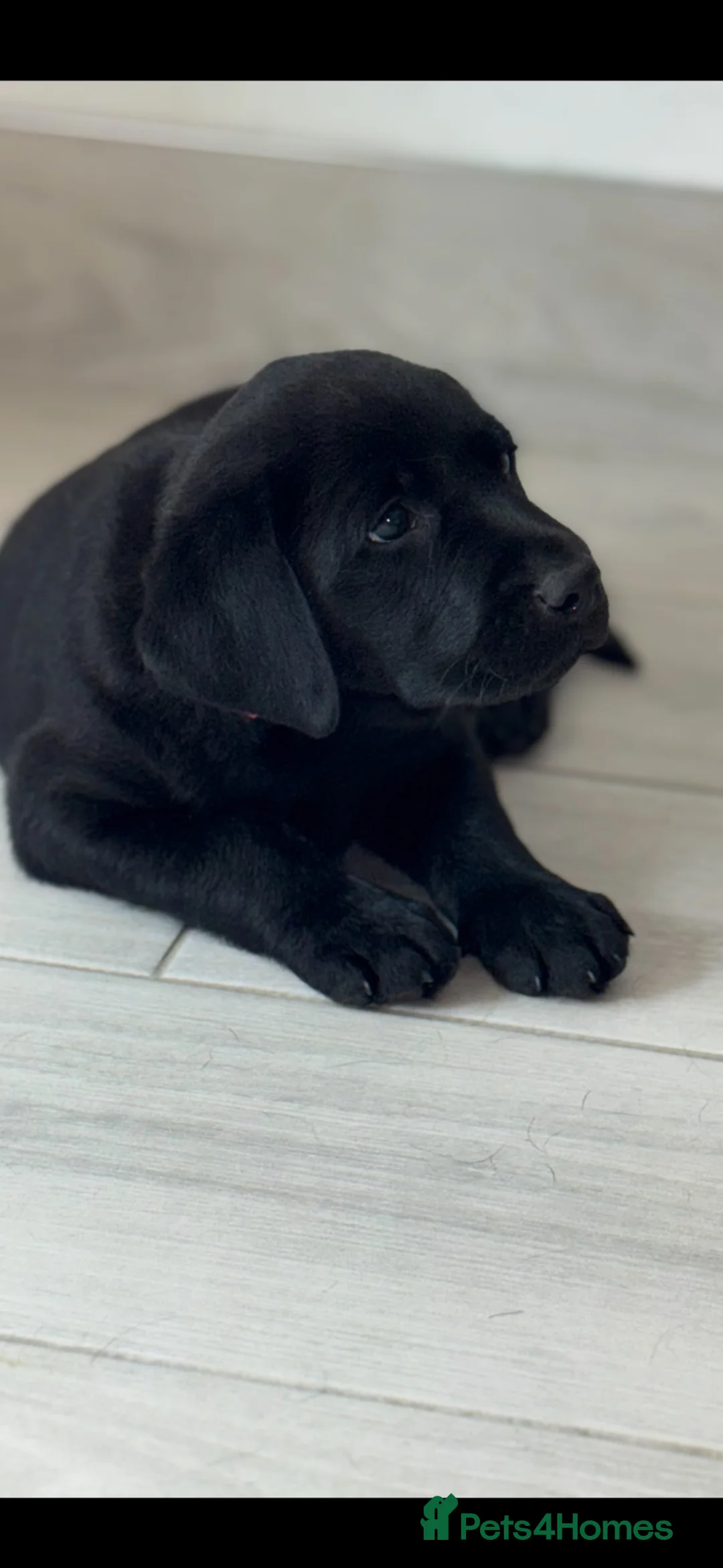 Labrador Retriever dogs for sale: Beautiful chunky KC reg Lab bitch 1 remaining 💛  - Advert 2