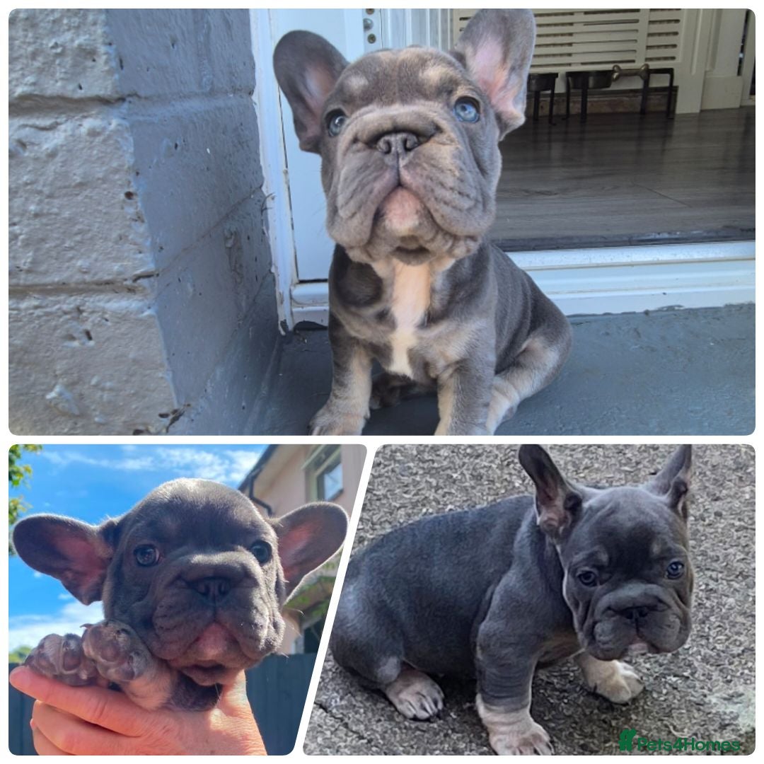 French Bulldog dogs  ​Happy,Healthy Pups Ready for Their Forever Homes - Advert 2