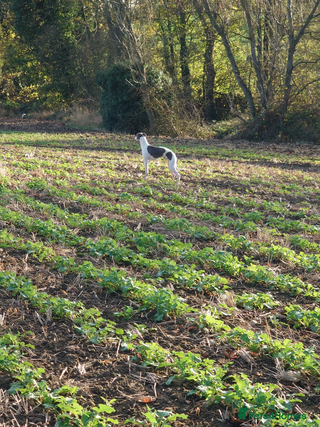 Whippet dogs for stud: Full cream kc and blue white parti kc for stud in Crook - Advert 21