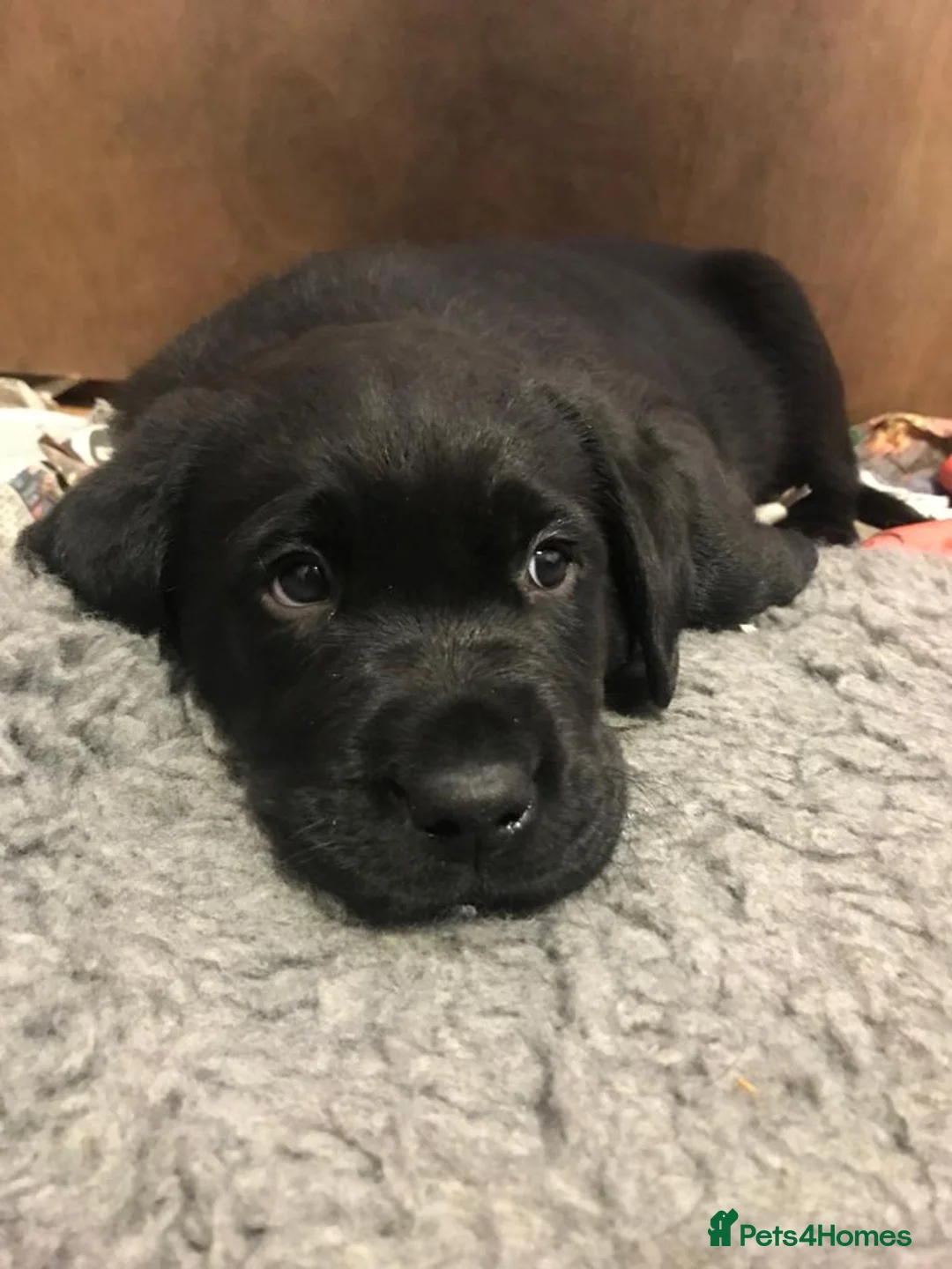 Labrador Retriever dogs for sale: Black and yellow kc registered  - Advert 10