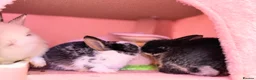 Netherland Dwarf rabbits for sale: Young Netherland dwarf Urgent need of rehoming  - Advert 31
