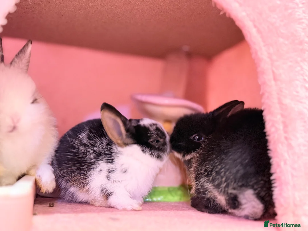 Netherland Dwarf rabbits for sale: Young Netherland dwarf Urgent need of rehoming  - Advert 31