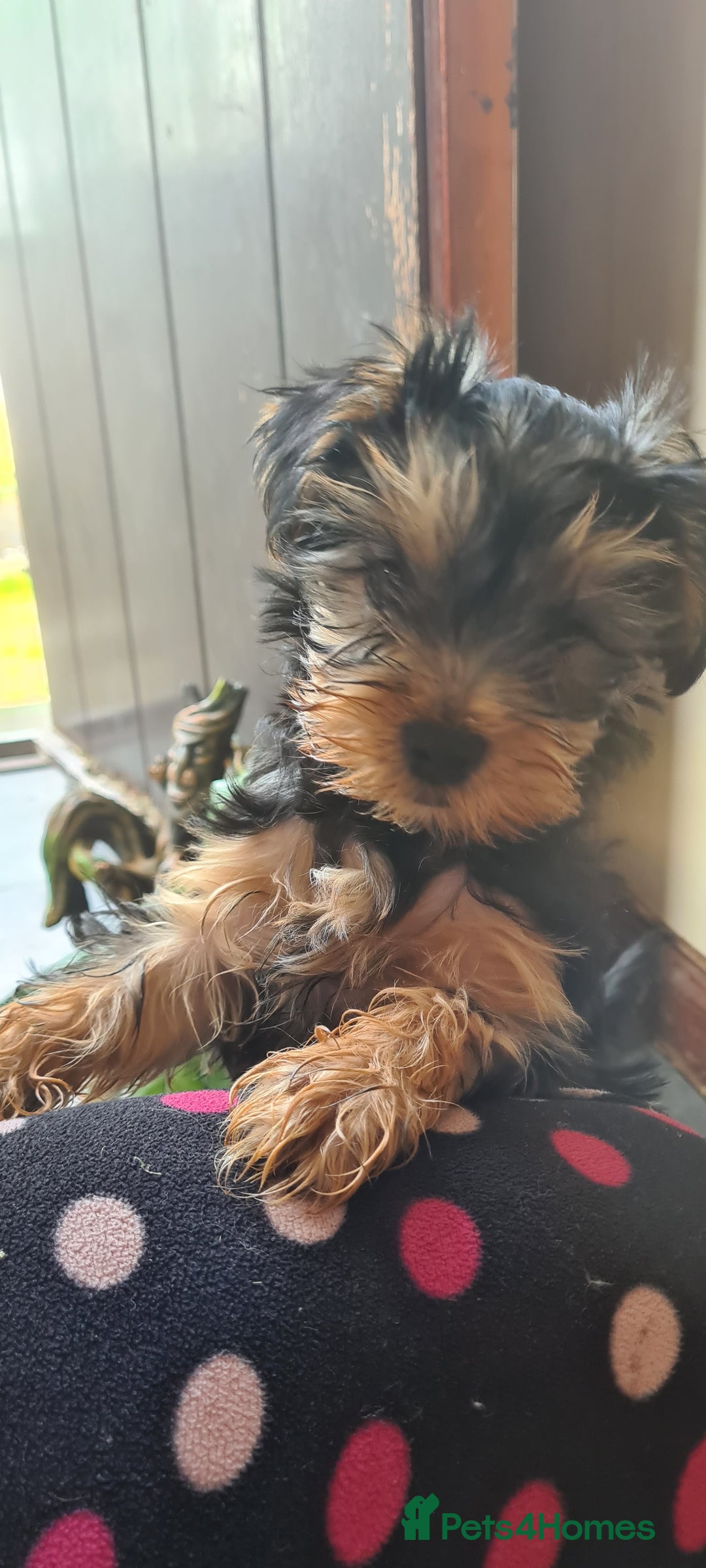 Yorkshire Terrier dogs for sale: Sweet natured boys - Image 12