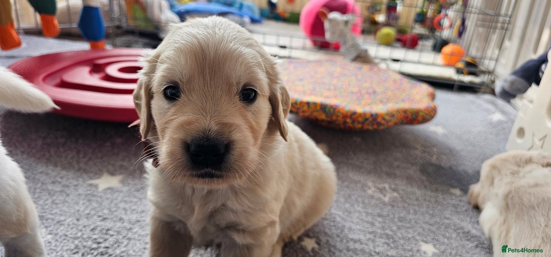 Golden Retriever dogs for sale: Outstanding Kc registered Golden Retriever babies  - Image 7