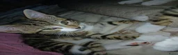 Mixed Breed cats for sale: 3 beautiful kittens - Advert 3