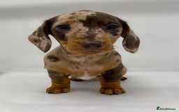 Miniature Dachshund dogs for sale: Ready Now - Smooth Mini Dachshund Girls - Image 7