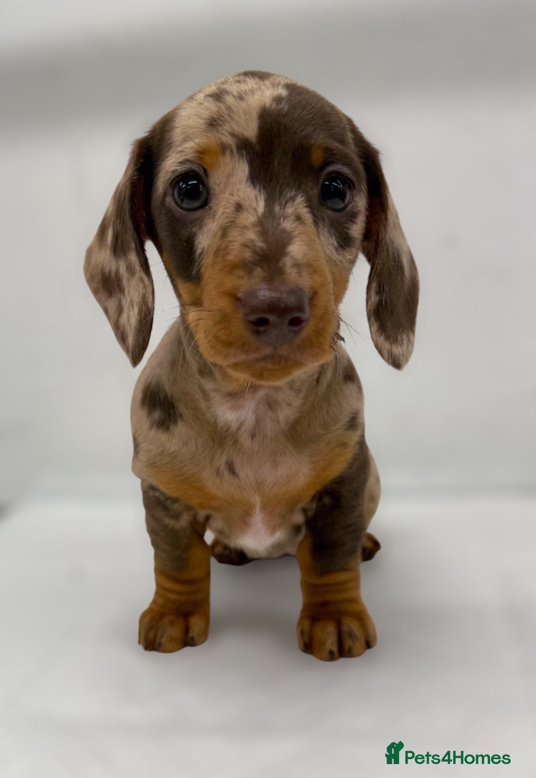 Miniature Dachshund dogs for sale: Ready Now - Smooth Mini Dachshund Girls - Image 7