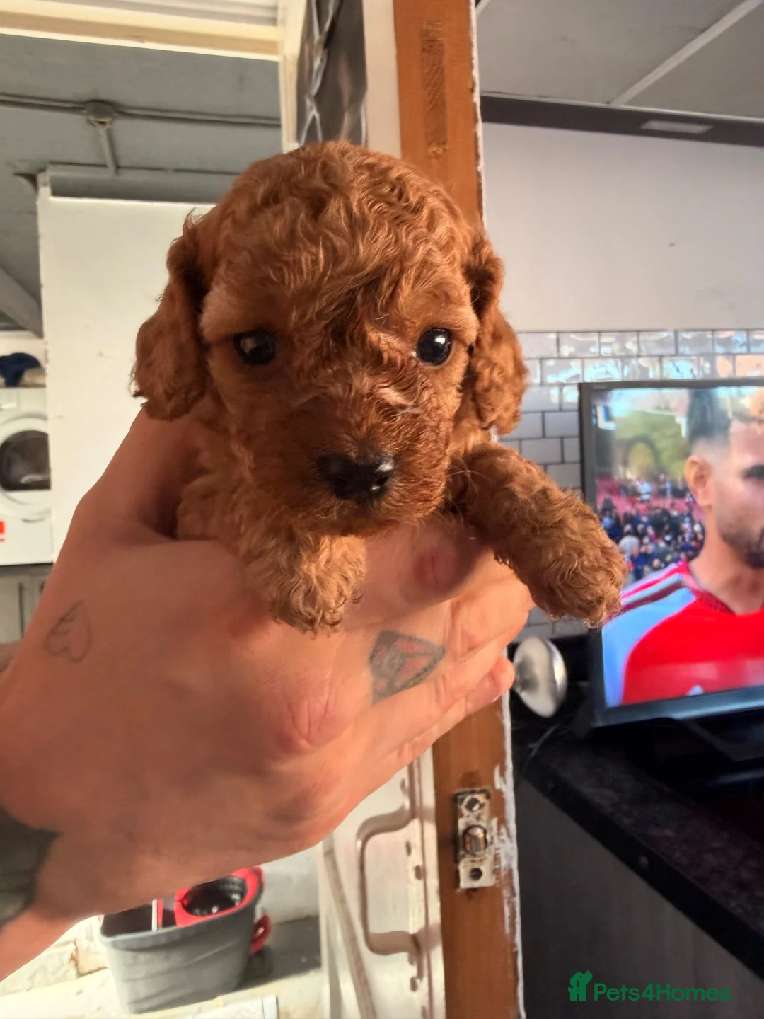 Cockapoo dogs for sale: Toy cockapoos - Advert 2