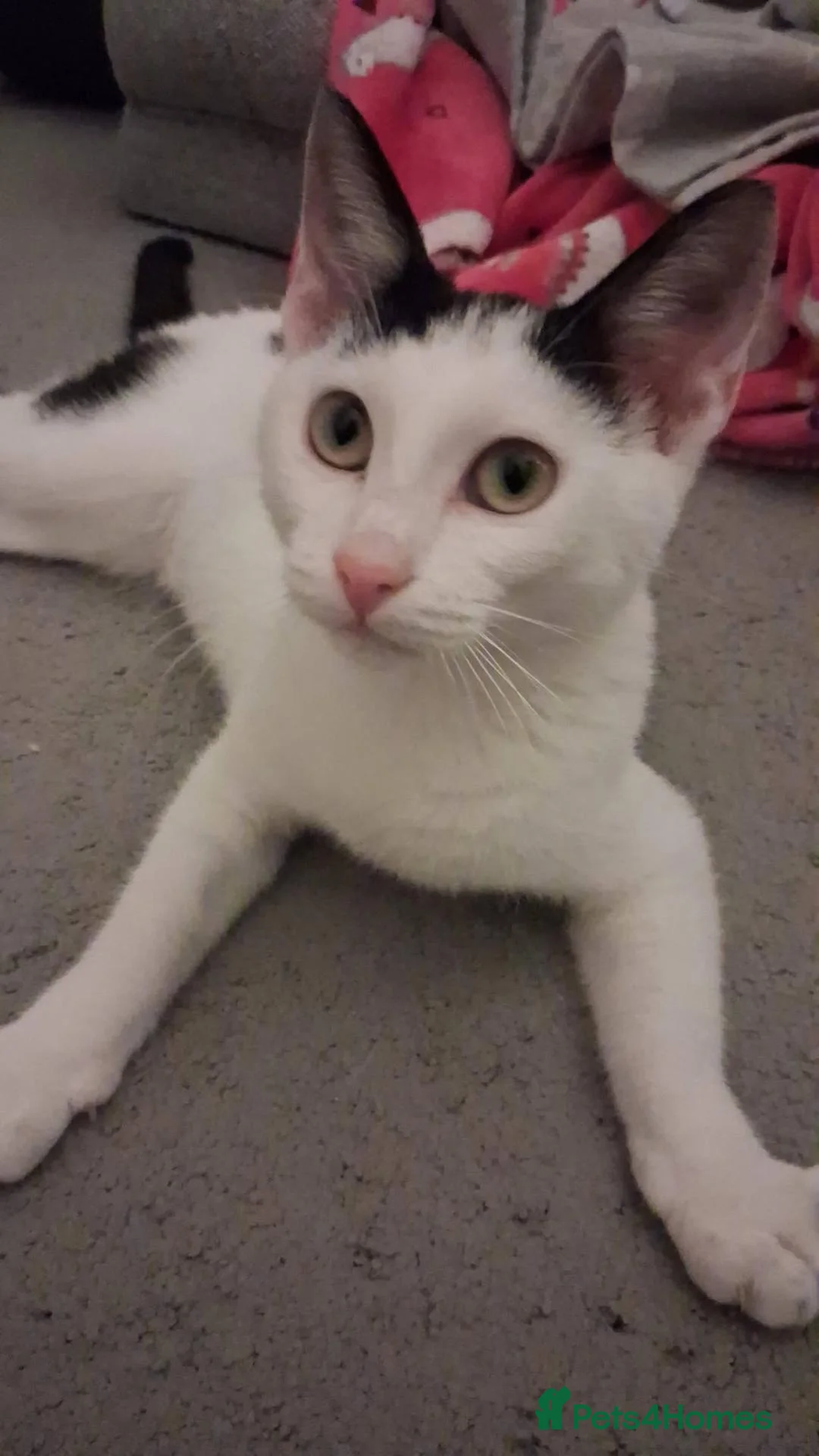 Mixed Breed cats for adoption: Anna for adoption - Advert 2