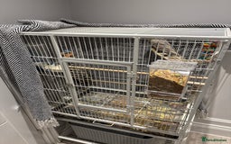 Cockatiels birds for sale: Cockatiel free  - Image 4