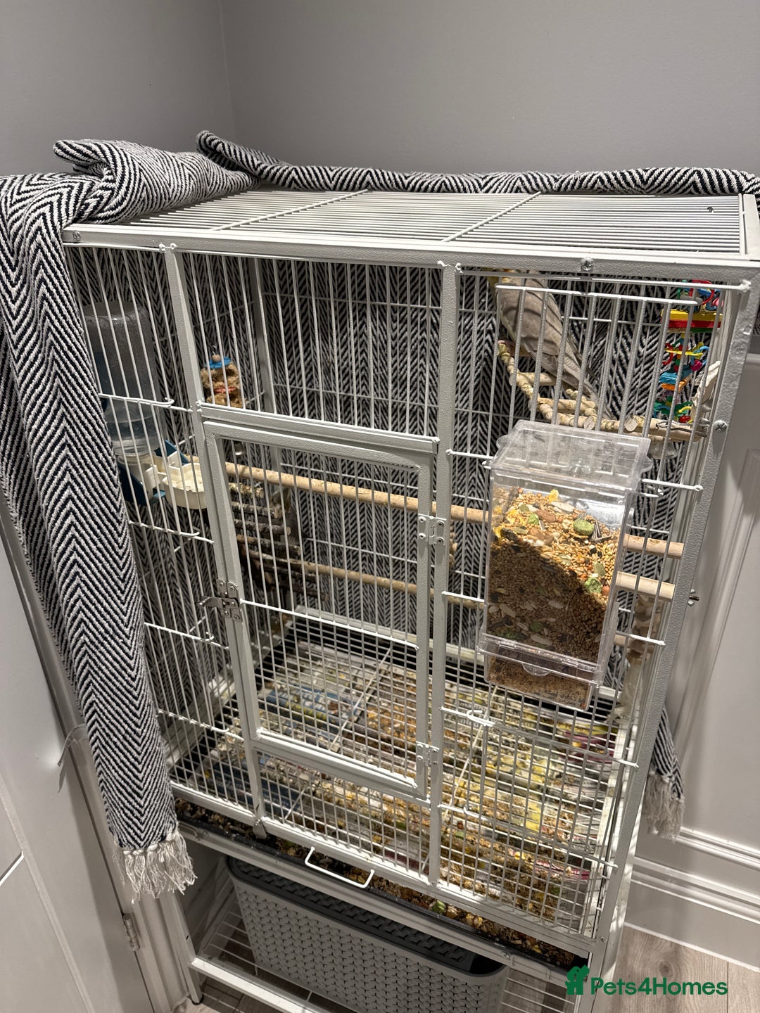 Cockatiels birds for sale: Cockatiel free  - Image 4