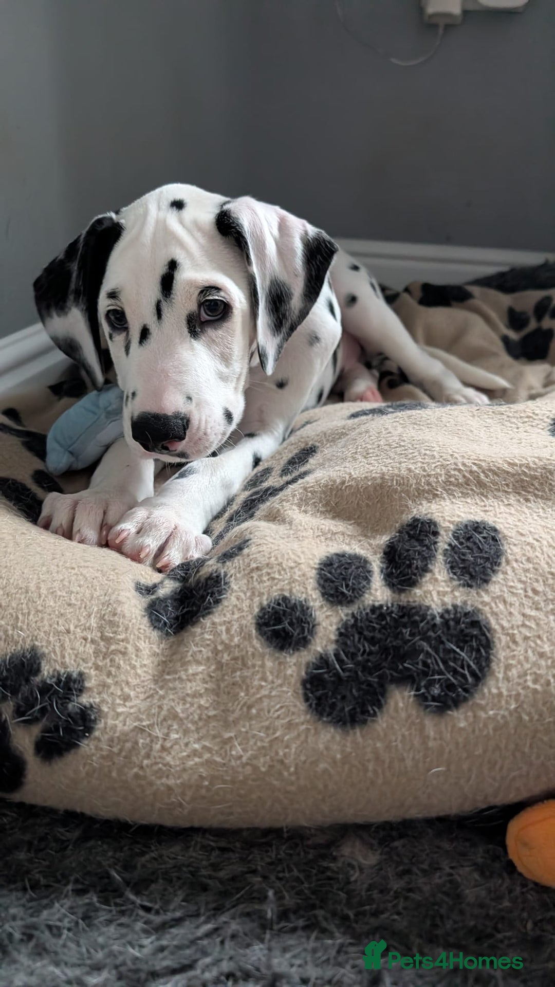 Dalmatian dogs for sale: Dalmatian puppies ready advert fully - Advert 15