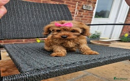 Cavapoo dogs for sale: F1b red cavapoo  - Image 3