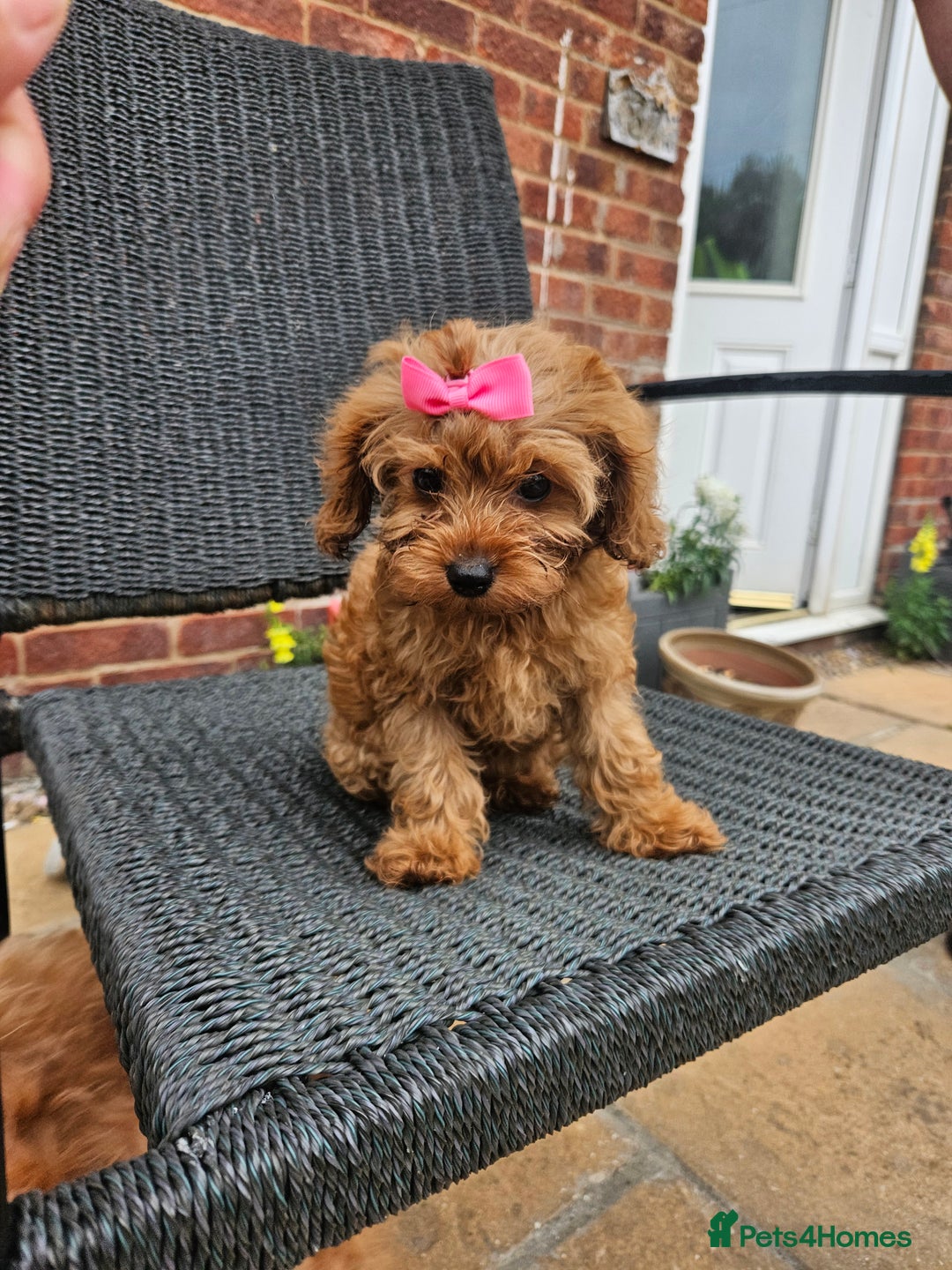 Cavapoo dogs for sale: F1b red cavapoo  - Image 3