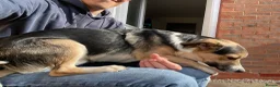 Mixed Breed dogs for stud: Stud Border Collie x Jack Russel  in Watlington - Advert 16
