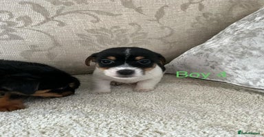 Jack Russell dogs Jack Russell  - Advert 15