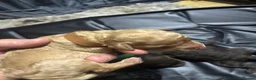 Goldendoodle dogs for sale: Goldendoodle puppies - Advert 5