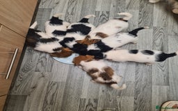Jack Russell dogs for sale: JACK Russel Terriers - Image 1