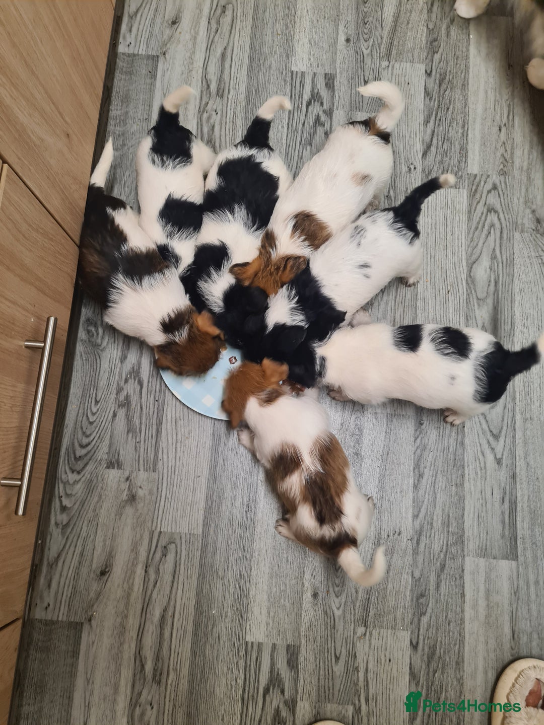 Jack Russell dogs for sale: JACK Russel Terriers - Image 1