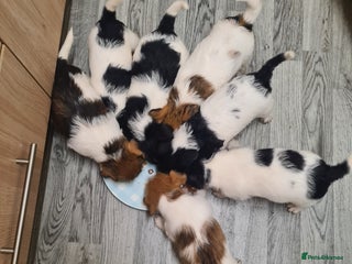 Jack Russell dogs - Advert 26