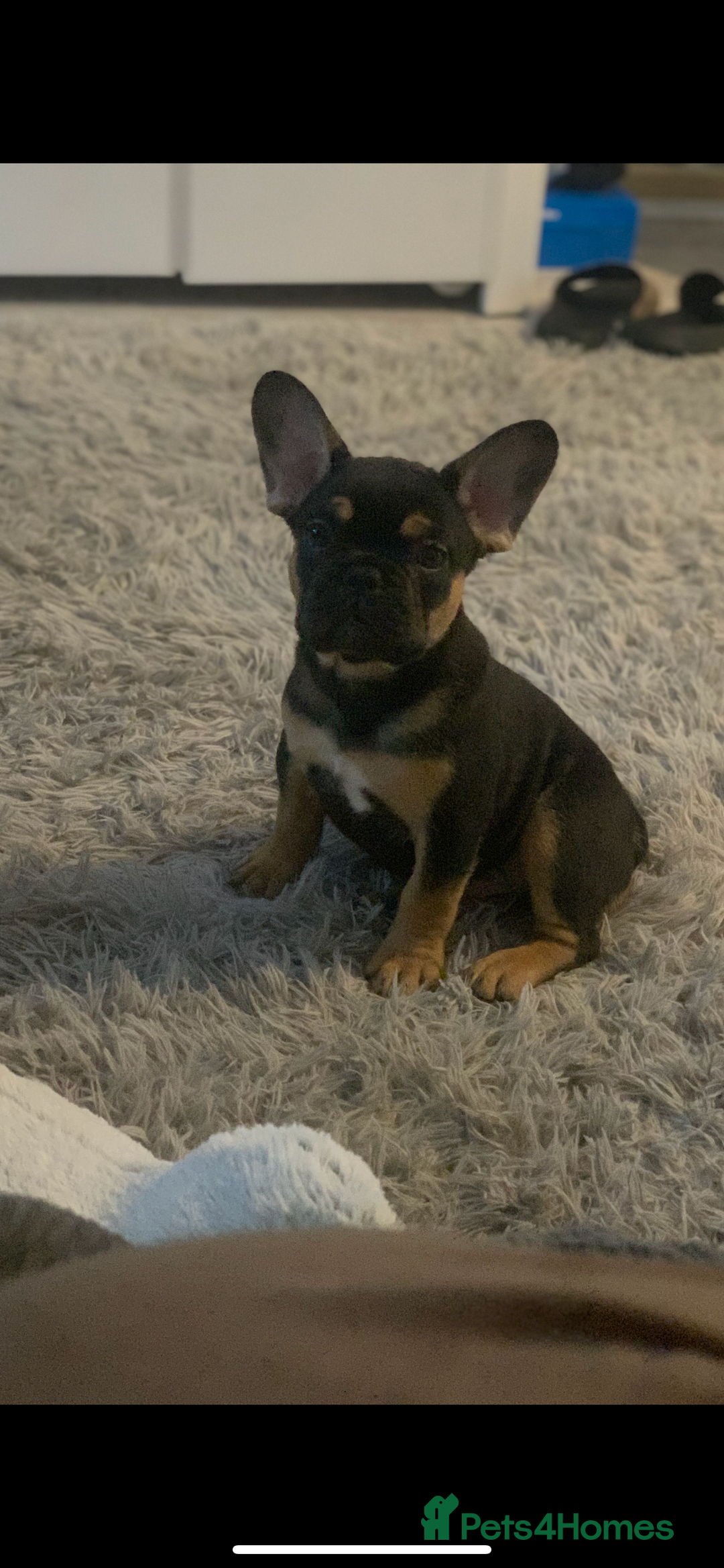 French Bulldog dogs for sale: French bulldog - Image 2
