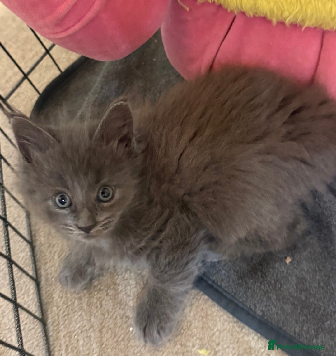 Maine Coon cats for sale:  Adorable Ragdoll x Maine Coon Kittens  - Image 8
